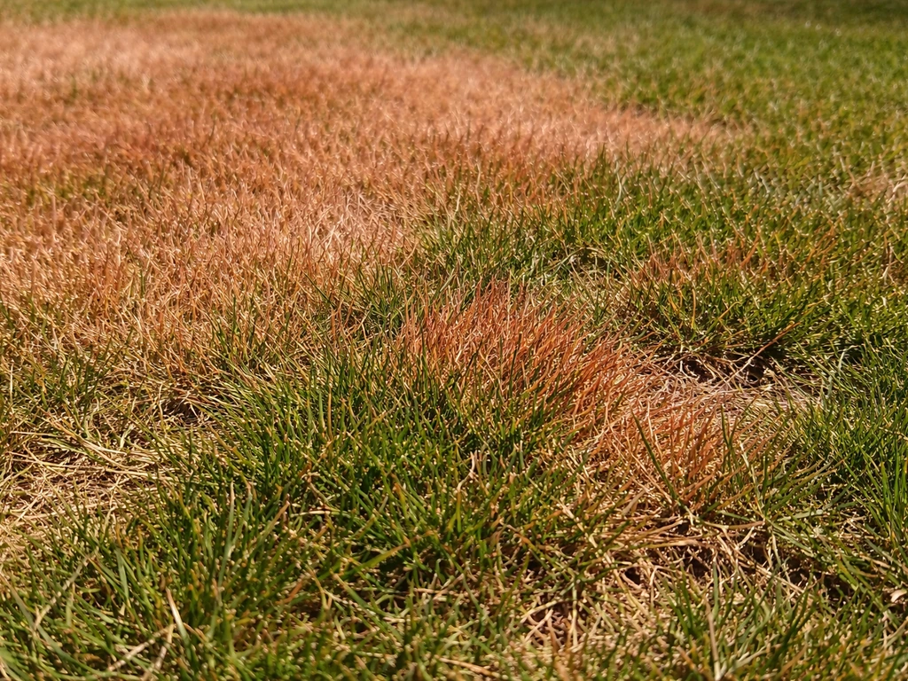 Gros plan sur un gazon rougi: brins rouges et plaques bronze en plein soleil, texture visible.