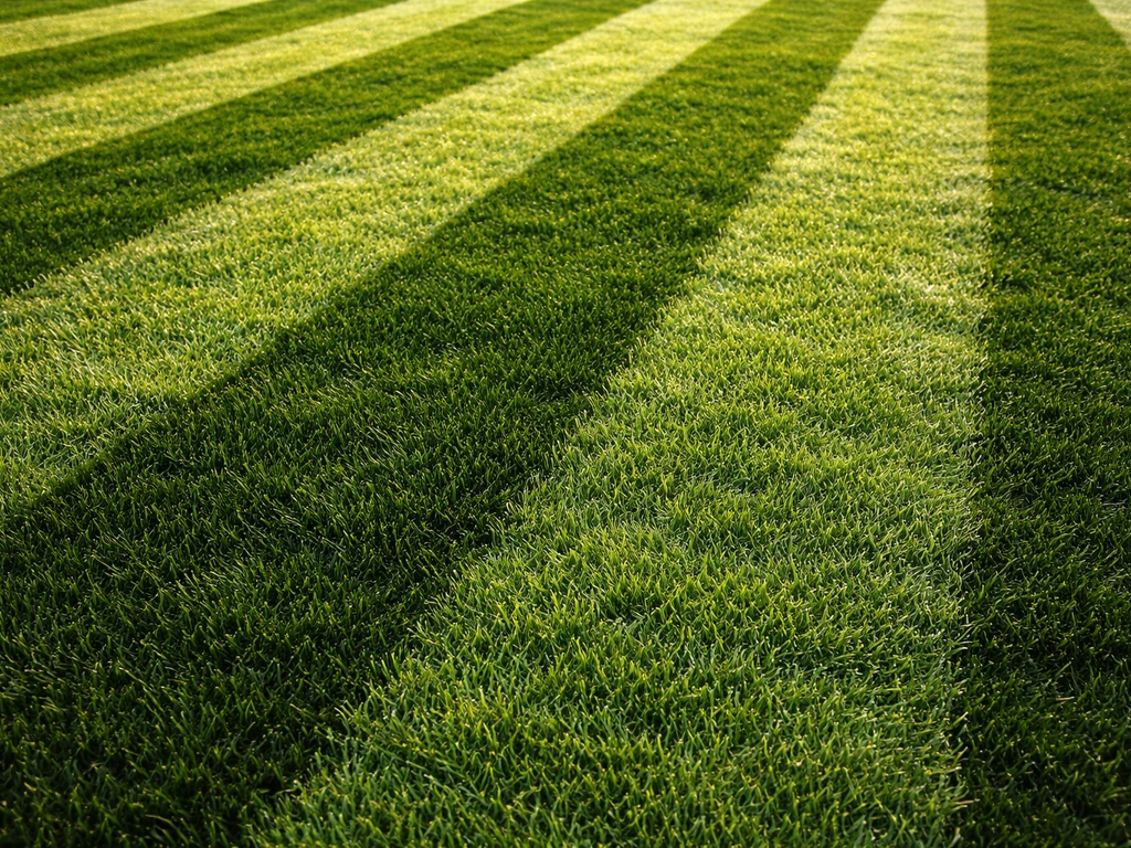 Pelouse noir et blanc avec rayures nettes, brins d’herbe couchés montrant l’effet de lumière selon l’angle